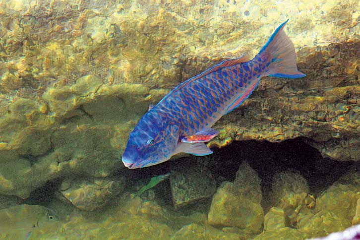 ParrotFish
